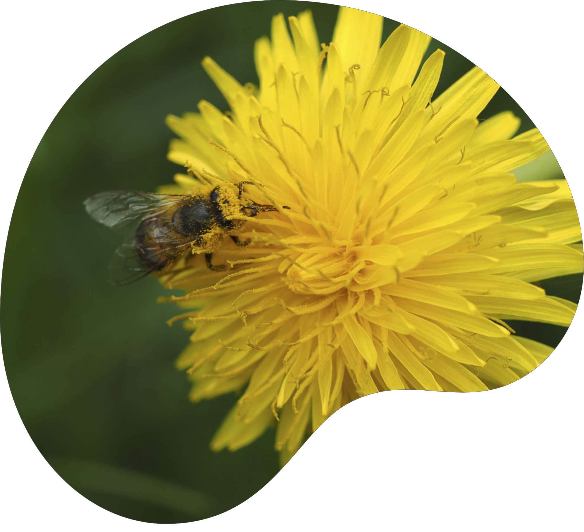 Ein Schmetterling in der Natur gefasst im Natur Basel Logo