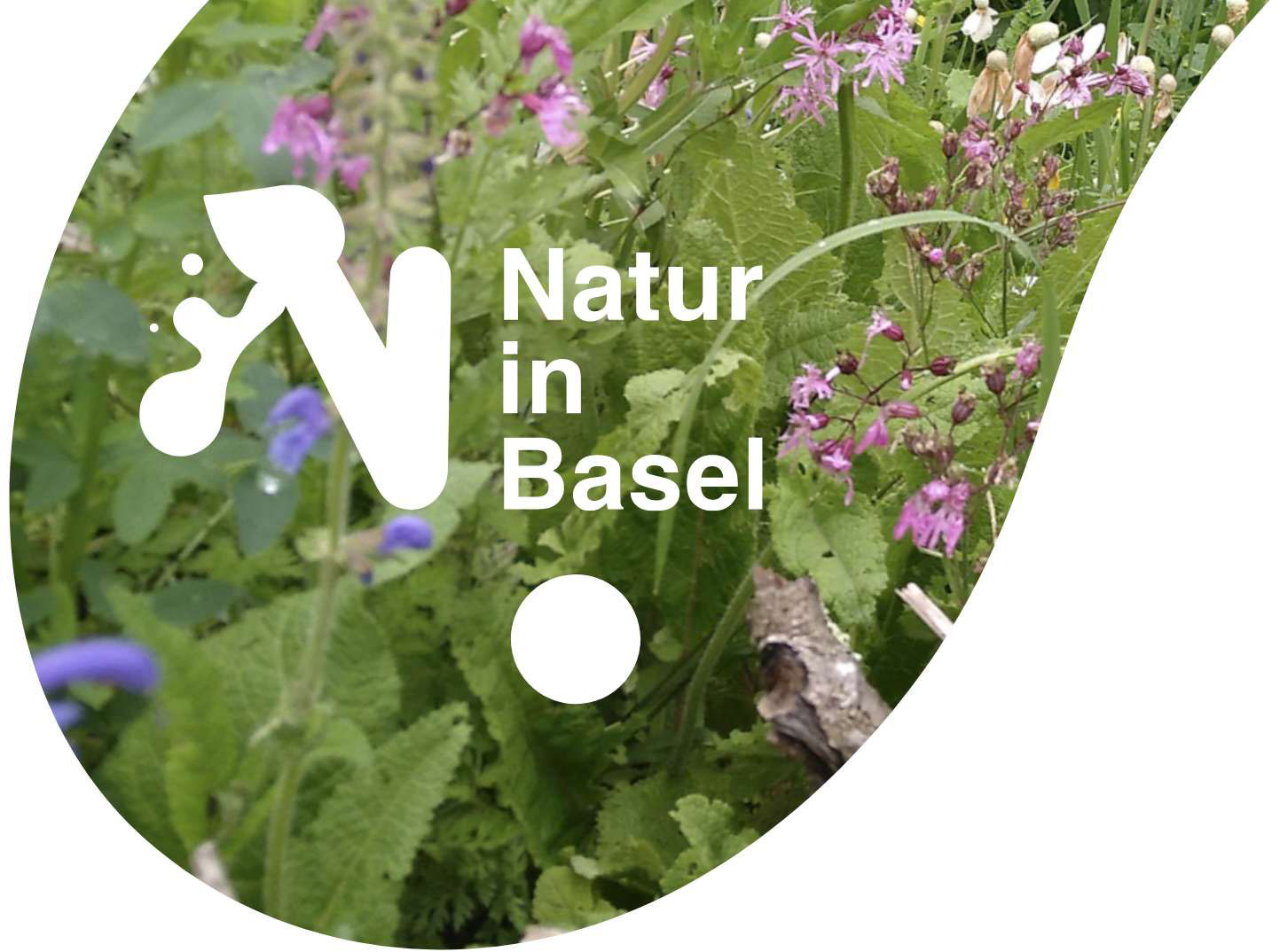 Ein Schmetterling in der Natur gefasst im Natur Basel Logo